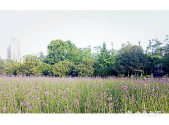 不去普罗旺斯，你也能拍出“薰衣草”花海