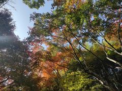 -秋霞圃
