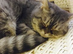 -喵园·猫主题咖啡厅·撸猫·猫咖(国贸店)