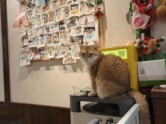 -逗柴咖啡屋·狗咖猫咖宠物桌游