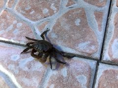 -上海大自然野生昆虫馆(东方明珠·爬宠昆虫探索中心)