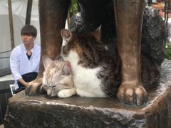 -涩谷区