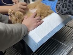 -关爱动物医院·心脏·中兽医·异宠(金牛路分院)