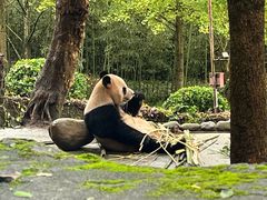 -都江堰中华大熊猫苑