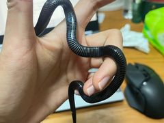 -酷以爬仙阁实体爬宠店·守宫·蜥蜴·专业繁育