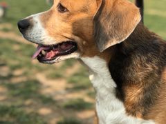 -趣玩宠物乐园寄养训犬训狗游泳池