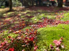 -西芳寺(苔寺)