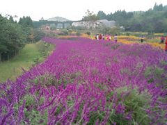 -中国香山·寿香谷