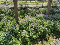 -合肥滨湖国家森林公园