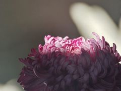 -杭州植物园