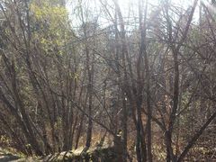 景点-五营红松林海景区