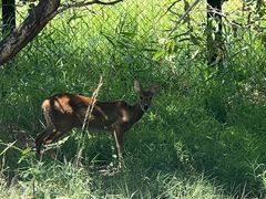 -北京麋鹿生态实验中心