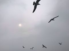-皮口港