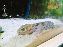 蜥蜴-凯德广场(学府店)