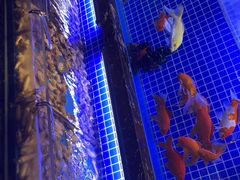 -五月罗马海鲜烤肉自助餐厅(印象城店)
