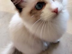 -Bastet sally猫舍购宠(静安店)