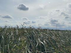 -盐城丹顶鹤湿地生态旅游区