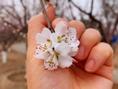 -永定河休闲森林公园