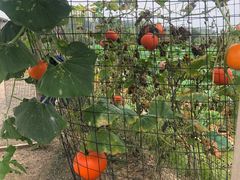 -同銮特种养殖场·龙虾垂钓