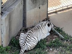 -石家庄市动物园