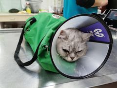 -喜多萌中农锦绣动物医院24H·猫科·牙科MRI·CT