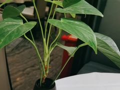 -眉州东坡(远洋未来广场店)