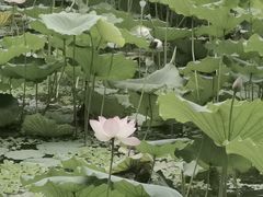 -荔湾湖公园