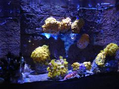 -悉尼海洋生物水族馆