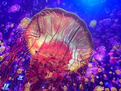 -海合安天津极地海洋公园