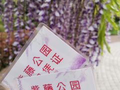 -嘉定紫藤园