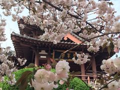 -西安青龙寺遗址景区