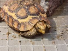-上海大自然野生昆虫馆