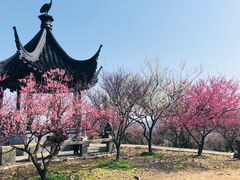-香雪海