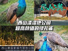 -西山漾湿地公园