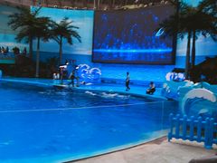 -海合安成都极地海洋公园