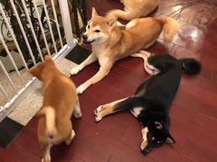 -喜柴咖啡·柴犬狗咖