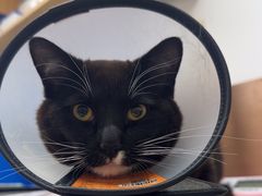 -宠颐生宠物医院·心肾内科·猫专科诊疗中心宠巢店
