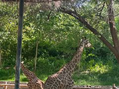 -北京野生动物园