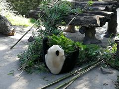 -都江堰中华大熊猫苑