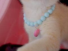 -翊宠yipet猫狗购宠庄园犬舍•猫舍