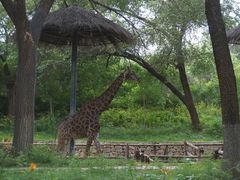 -北京野生动物园