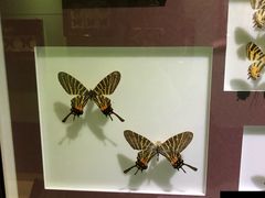 -上海昆虫博物馆