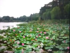 -上海市保健医疗中心(华东疗养院)