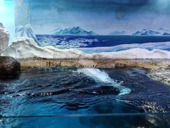 -海合安武汉极地海洋公园
