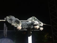 -清迈夜间动物园