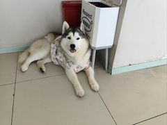 -怪兽屋·羊驼·猫咖·狗咖(俊华广场店)