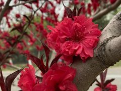 -永定河休闲森林公园