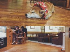 -柴务处·柴犬主题狗咖