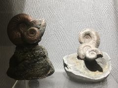 -河南自然博物馆