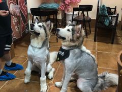 -李小姐の猫咖啡馆(五角场店)